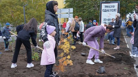Аллею флота в столице Камчатки украсили молодые деревья 0