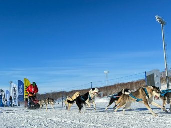 Старт многодневной гонке на собачьих упряжках &laquo;Берингия.Авача &ndash;2026&raquo; дан на Камчатке 4