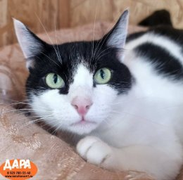 Острый дефицит свободных мест образовался в кошачьем приюте на Камчатке 6