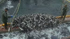 На Камчатке прогнозируют выловить более 165 тысяч тонн лососей в этом году