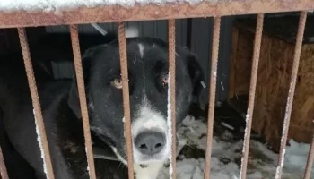 Для 150 животных приюта срочно требуется помощь жителей Петропавловска-Камчатского