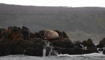 Авачинскую бухту на Камчатке посетил редкий гость - Тихоокеанский морж