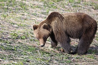 Месячник тишины стартует в Долине гейзеров на Камчатке 4