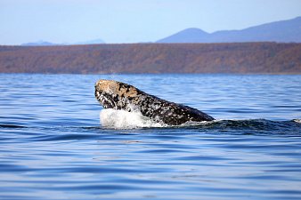 В редчайшей охотоморской популяции древнейших усатых китов насчитали полторы сотни особей на Камчатке 2