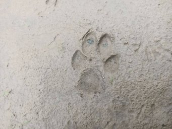 Следы волчьих лап обнаружены в Южно-Камчатском заказнике на Камчатке 1