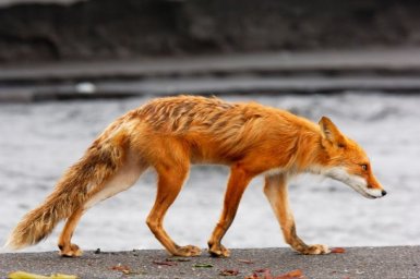Одним из самых интересных объектов для наблюдения в разные времена года остаются лисы на Камчатке 2
