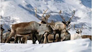 Квадрокоптер за 150 тысяч рублей купили студентам&ndash;оленеводам на Камчатке