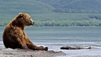 За сутки поступила информация о выходах трех медведей в Петропавловске-Камчатском
