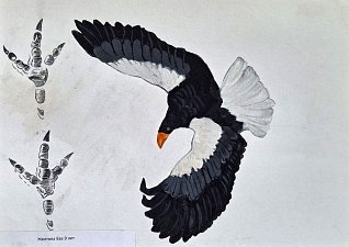 Уникальный определитель следов диких животных готовят юннаты на Камчатке 5