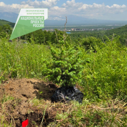 В 2025 году 3 247 человек приняли участие в посадках деревьев на Камчатке 1