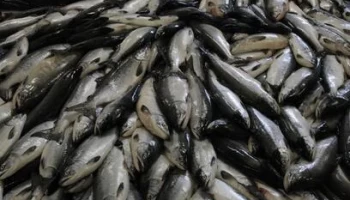 Камчатка увеличила экспорт рыбопродукции почти в два раза