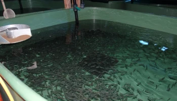 Стартовал прием заявок на участие в экологическом проекте &laquo;Жизнь камчатскому лососю!&raquo;