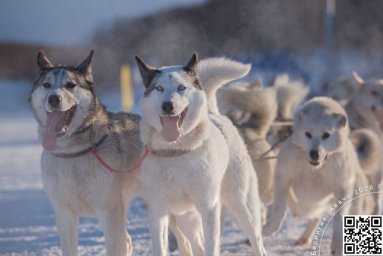 Как собаки помогли человеку освоить суровые просторы Камчатского края 5