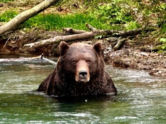 Новый начальник научного отдела Кроноцкого заповедника активно включился в полевые работы на Камчатке 4