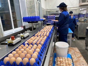 Птицефабрика «Пионерское» наращивает производственные мощности на Камчатке 13