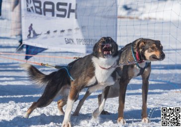 Как собаки помогли человеку освоить суровые просторы Камчатского края 7