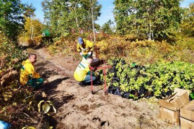 Сеянцы берёзы каменной посажены на площади 79,9 гектара в этом году на Камчатке 1