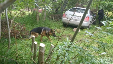 На Камчатке служебный пес помог полицейским разыскать угонщика автомобиля по горячим следам 1
