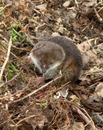 Кто кушает землероек на обед, рассказали в Кроноцком заповеднике на Камчатке 1