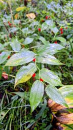 «Арбузная ягода» растет в окрестностях Ичинского вулкана на Камчатке 0