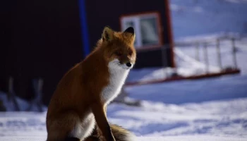 А лисички взяли свою неотразимость и на свидания пошли в Камчатском крае