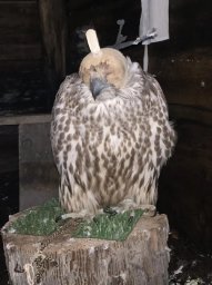 Чукотские браконьеры задержаны за незаконный отлов кречетов на Камчатке 0