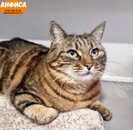 Острый дефицит свободных мест образовался в кошачьем приюте на Камчатке 4