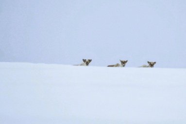 Северные олени по окончании брачного сезона побрели в горы на Камчатке 5