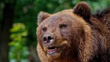 Сборщик шишек остался жив после второго нападения медведя в Приморье Сборщик шишек остался жив после второго нападения медведя в Приморье