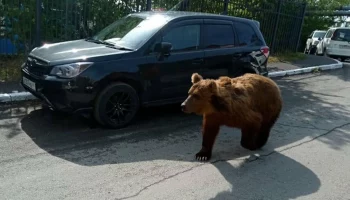 Сотрудники полиции и охотники из народной дружины выезжают по всем сообщениям о медведях в Петропавловске-Камчатском