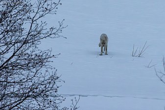 Стаю из четырёх волков заметили на побережье Кроноцкого заповедника в Камчатском крае 3