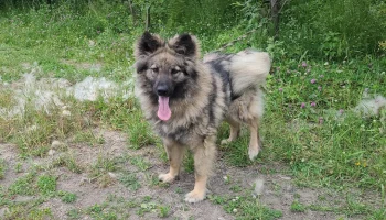 С начала года в Петропавловске-Камчатском 161 собака и 18 котов уже нашли новых хозяев