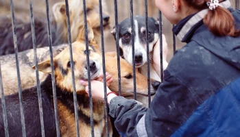 Жителей региона зовут погулять с приютскими собаками на Камчатке