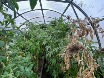 Мужчина занимался выращиванием незаконных кустов на территории своего частного дома на Камчатке 3