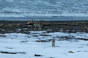 Стаю из четырёх волков заметили на побережье Кроноцкого заповедника в Камчатском крае 1