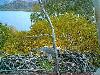 Фотоловушки раскрыли тайны гнездовой жизни белоплечих орланов на озере Начикинском в Камчатском крае 8