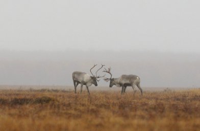 Брачный сезон подходит к концу у диких северных оленей Камчатки 0