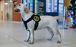 Булка встанет на защиту международного аэропорта на Камчатке 4