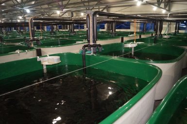 Рыбоводные заводы в апреле начнут выпускать мальков лосося в реки Камчатки 0
