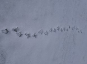 Уникальный определитель следов диких животных готовят юннаты на Камчатке 2