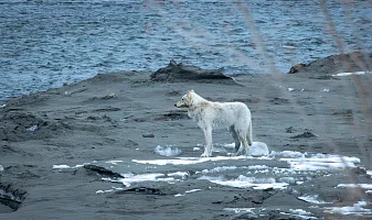 Стаю из четырёх волков заметили на побережье Кроноцкого заповедника в Камчатском крае Стаю из четырёх волков заметили на побережье Кроноцкого заповедника в Камчатском крае