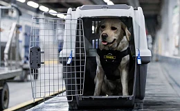 Булка встанет на защиту международного аэропорта на Камчатке