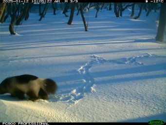 Росомаха попалась на фотоловушку в Кроноцком заповеднике на Камчатке 1