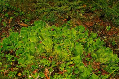 Об уникальных лесных массивах Кроноцкого заповедника рассказали на Камчатке 0