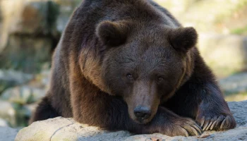 В одном из сёл Камчатки медведи больше не угрожают жителям