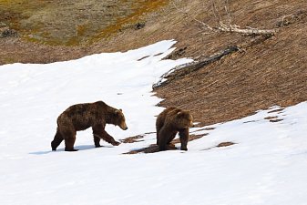 Месячник тишины стартует в Долине гейзеров на Камчатке 13