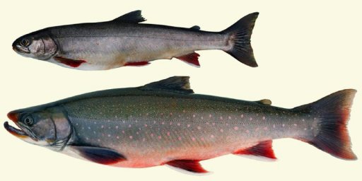 Каннибалы обосновались в озере ледникового происхождения на Камчатке 0