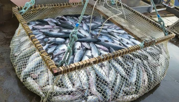 Улов Камчатских рыбаков стал меньше
