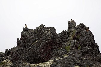 Подсчитали — прослезились: черношапочных сурков стало меньше на Камчатке 7