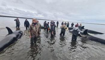 Косатки, застрявшие на мели, спустя три дня ушли в море на Камчатке